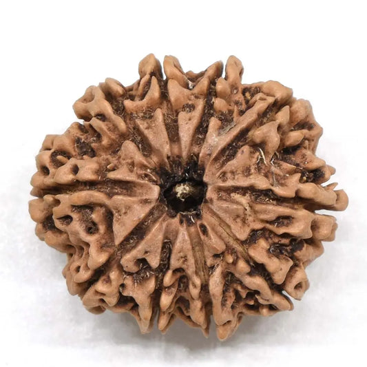 10 Mukhi Rudraksha Nepal – Lab Certified