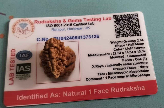 Ek Mukhi Rudraksha Original Nepali with Certificate | One Mukhi Rudraksha