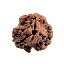 3 Mukhi Rudraksha by Ramkart original quality