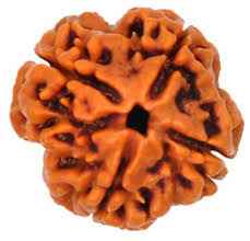 4 Mukhi Rudraksha (Four Face Rudraksha) Premium Nepali Bead