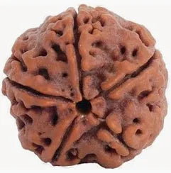 Buy 5 Mukhi Rudraksha Online from RamKart