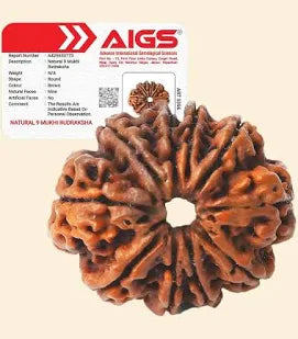 9 Mukhi Rudraksha with AIGS lab certificate of authenticity – original Nepali Rudraksha bead
