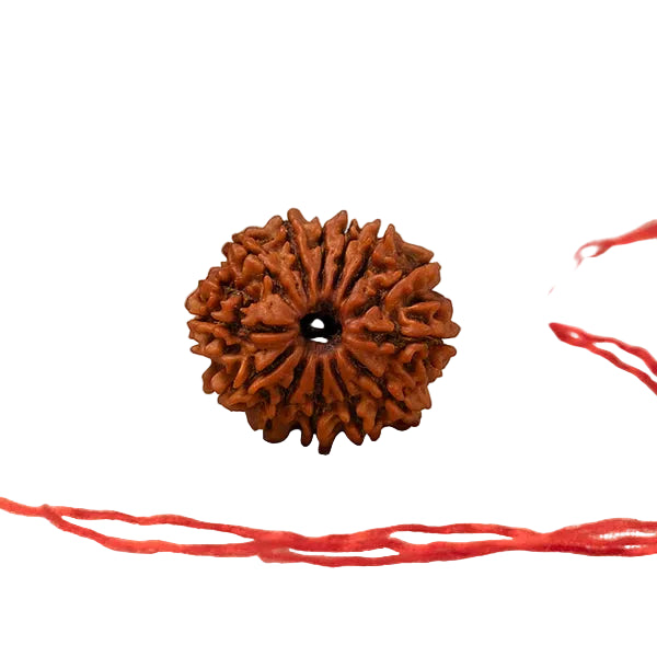 Buy 13 Mukhi Rudraksha Online – Certified & Energized | RamKart