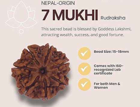 7 mukhi rudraksha