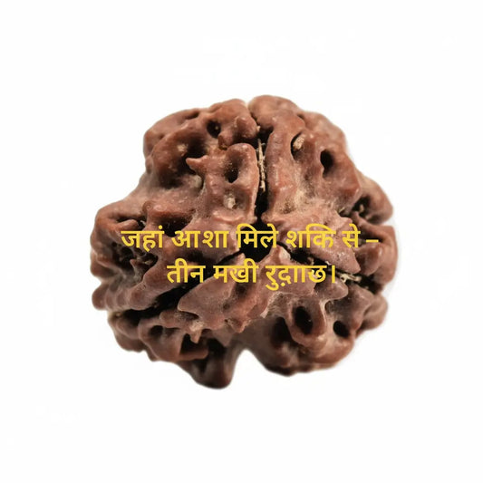 Three Mukhi Rudraksha natural Nepali bead