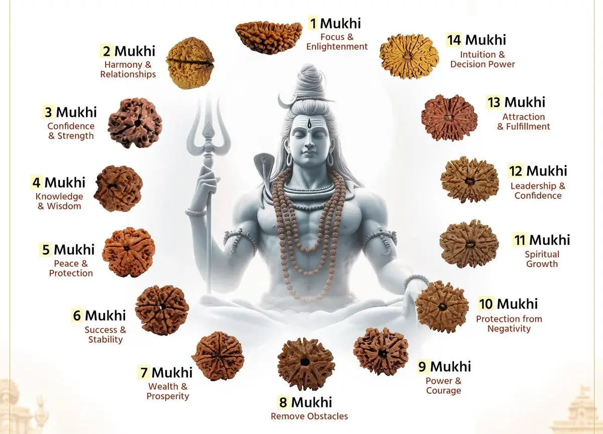 Buy Original Rudraksha Beads Online – 1 to 14 Mukhi, Certified & Energized | RamKart