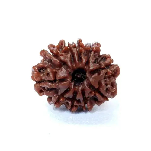 10 Mukhi Rudraksha Original Nepali Bead – RamKart