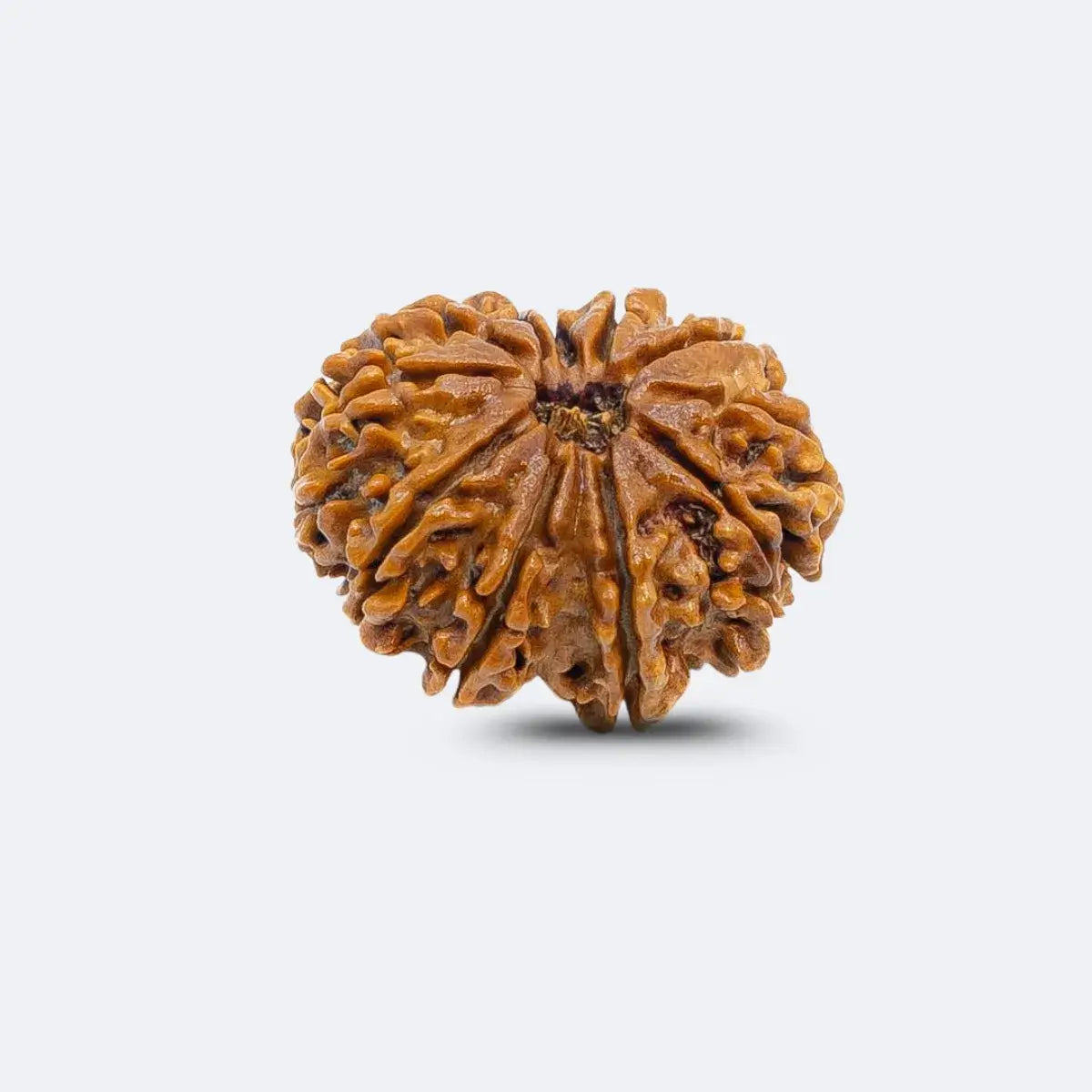 11 Mukhi Rudraksha close-up showing 11 natural lines – authentic Nepali Gyarah Mukhi bead