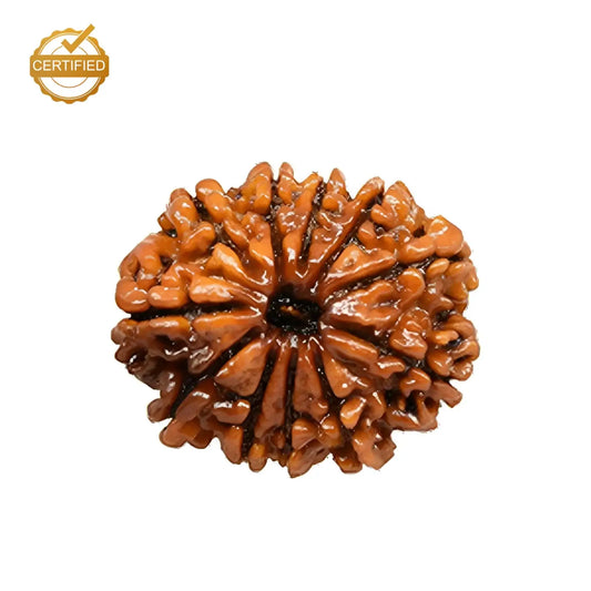 11 Mukhi Rudraksha Original Nepali Bead – Lab Certified & Energized by RamKart