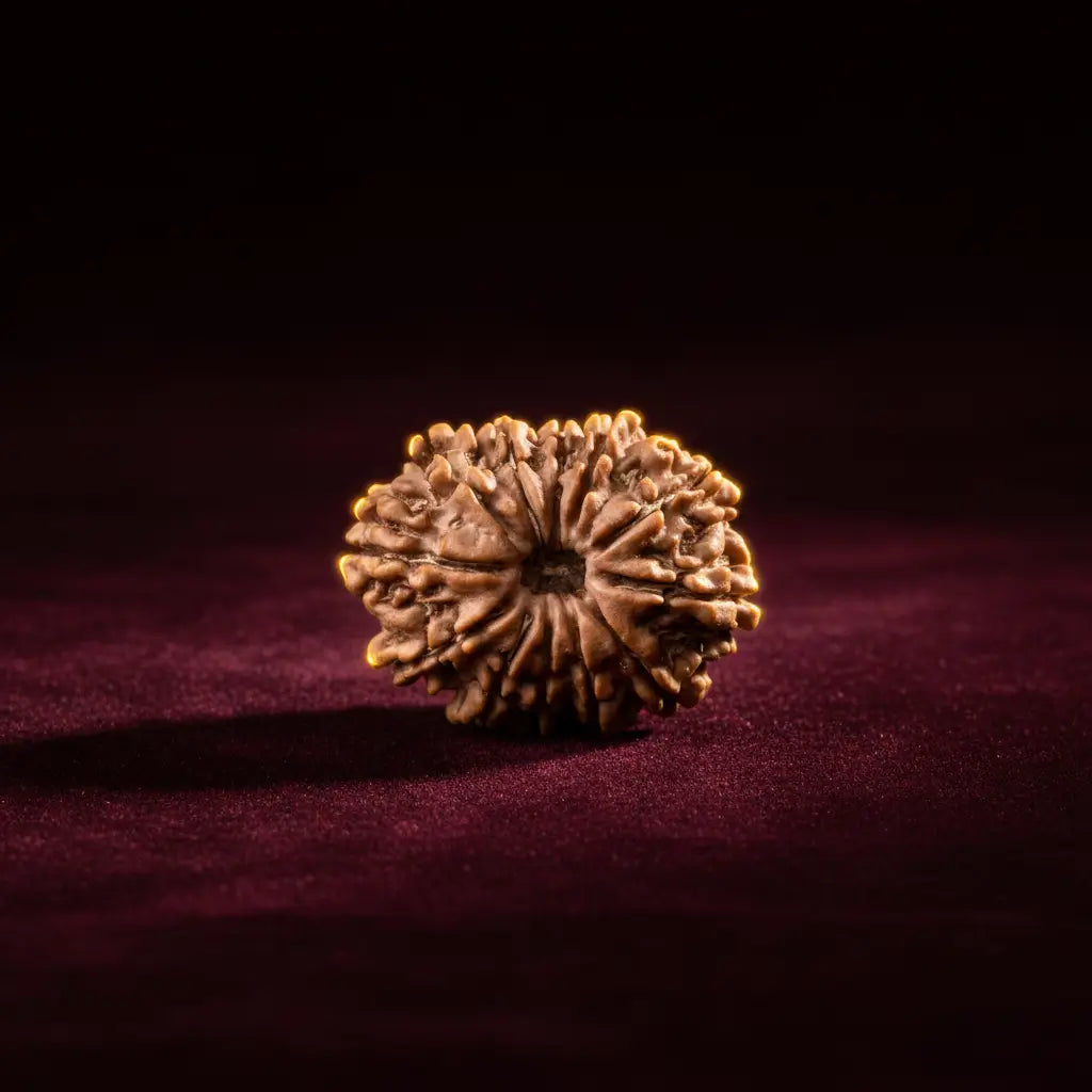 Buy 12 Mukhi Rudraksha Online – Premium Nepali Rudraksha Bead | RamKart