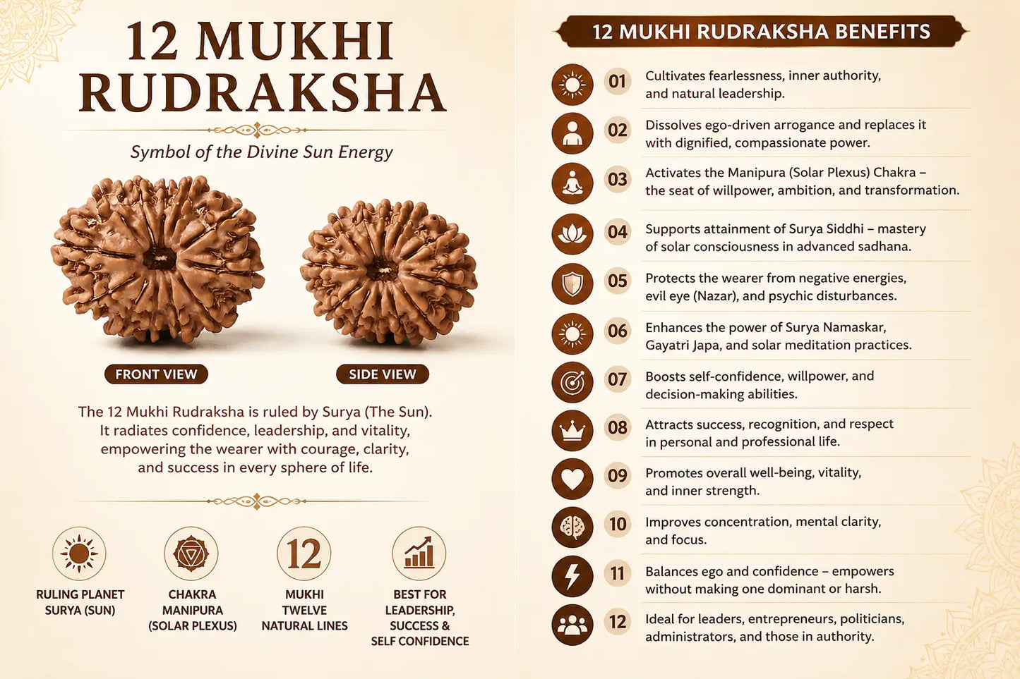 12 Mukhi Rudraksha Benefits – Sun Energy, Leadership, Confidence | RamKart
