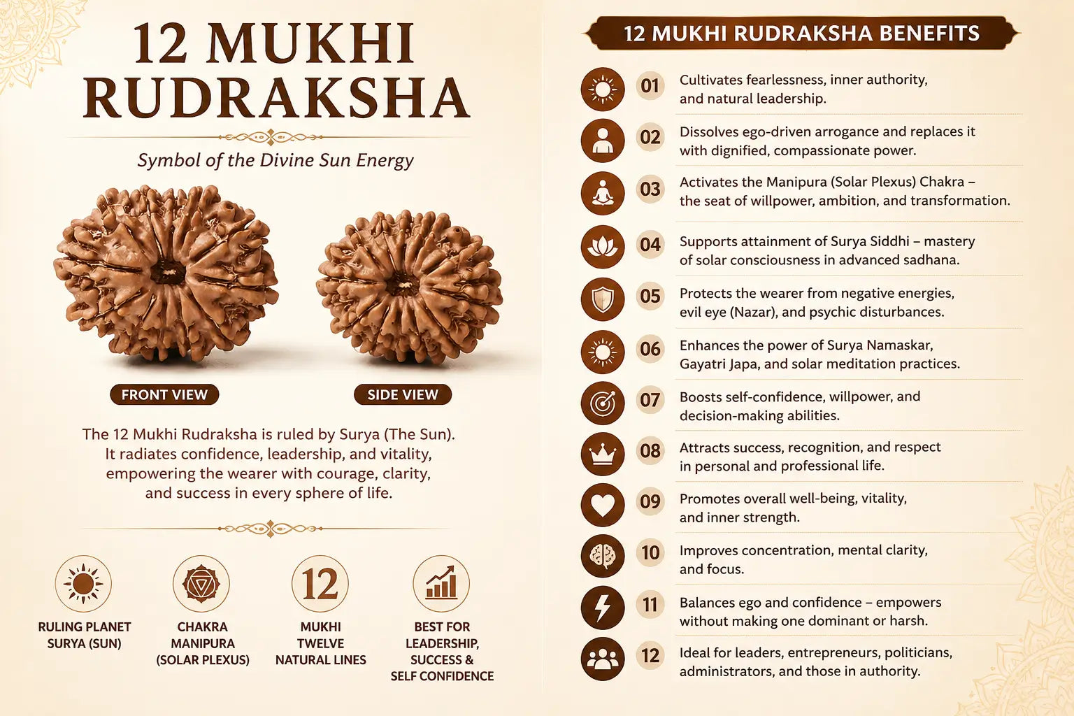 12 Mukhi Rudraksha Benefits – Sun Energy, Leadership, Confidence | RamKart