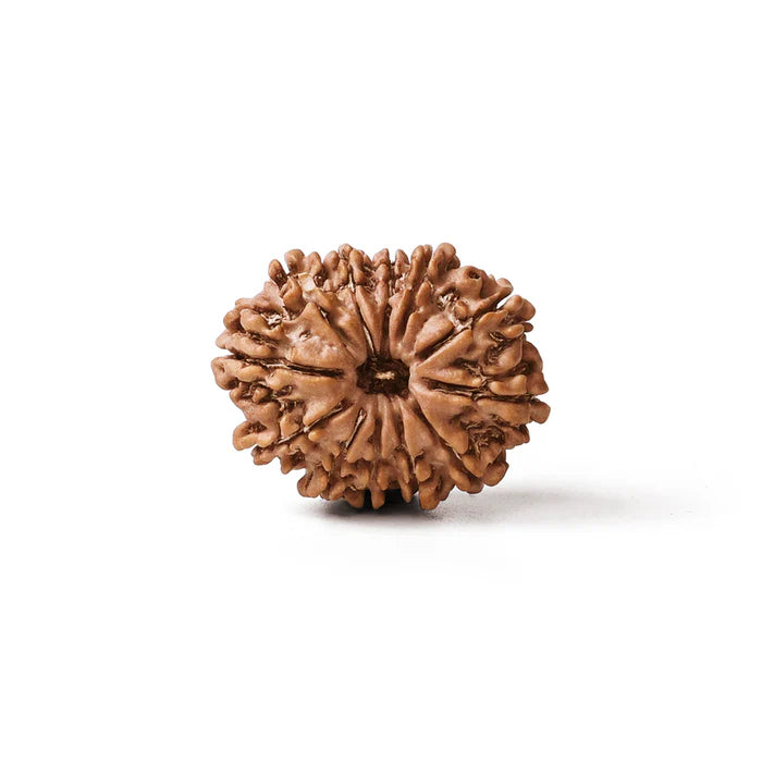 12 Mukhi Nepali Rudraksha Bead – Original Lab Certified, Nepal Origin