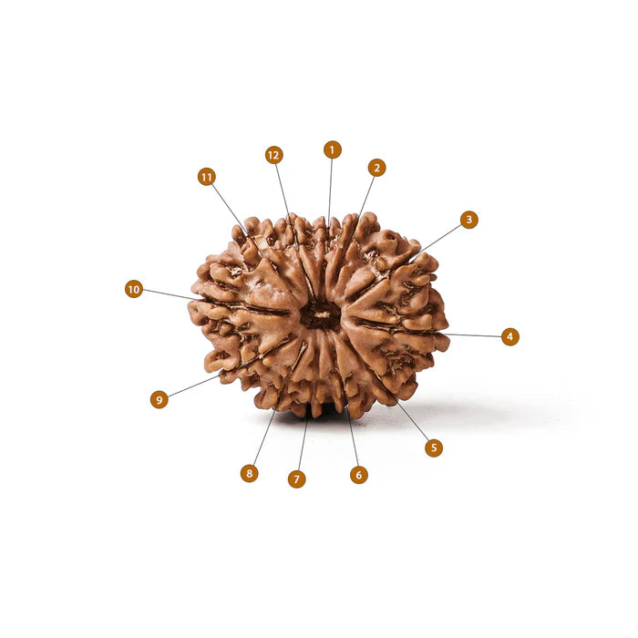 Original 12 Face Rudraksha Bead for Surya Dev – RamKart Spiritual Store