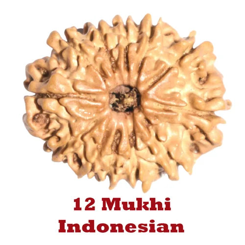 12 Mukhi Rudraksha - Ramkart