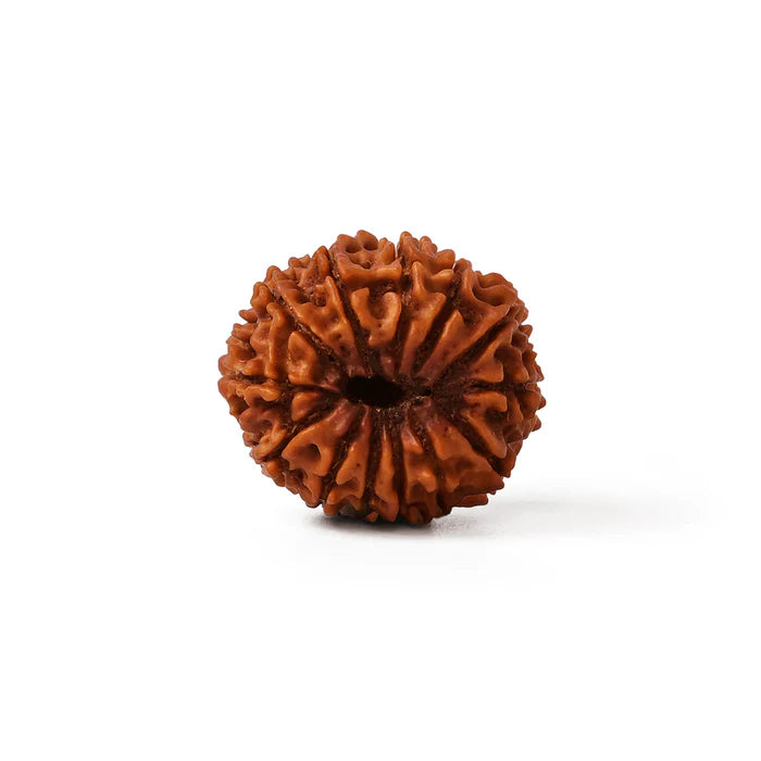 13 Mukhi Rudraksha Lab-Tested Nepal Bead Close View – RamKart