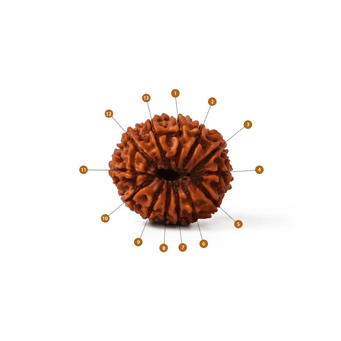 13 Mukhi Rudraksha Original Certified Bead | RamKart