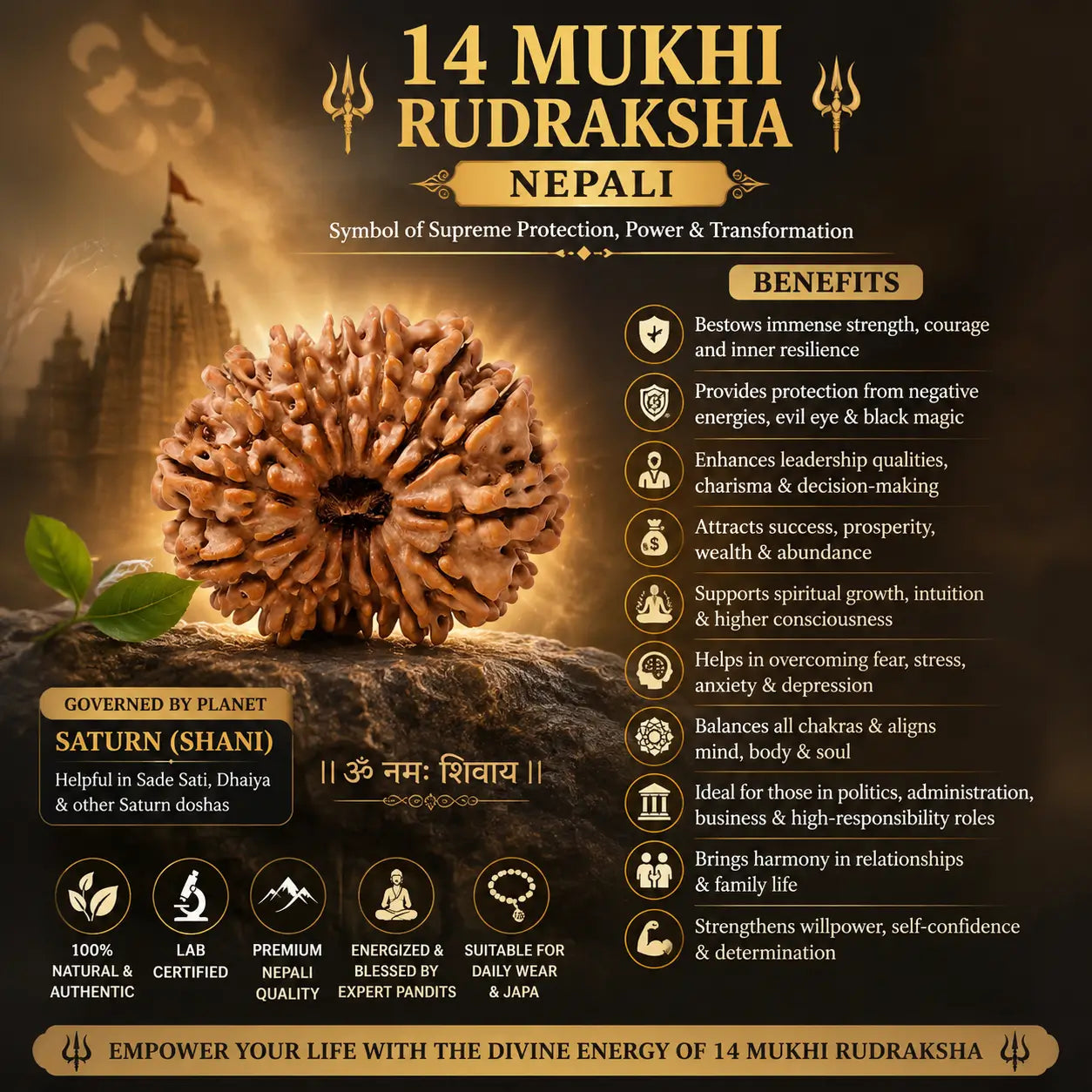 14 Mukhi Rudraksha Nepali benefits infographic – governed by Saturn Shani, 100% natural, lab certified, energized by expert pandits