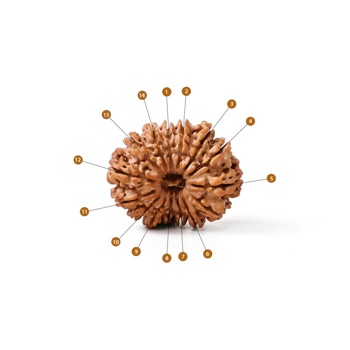 14 Mukhi Rudraksha Nepal – all 14 faces numbered showing authentic deep mukhis, original certified bead by RamKart