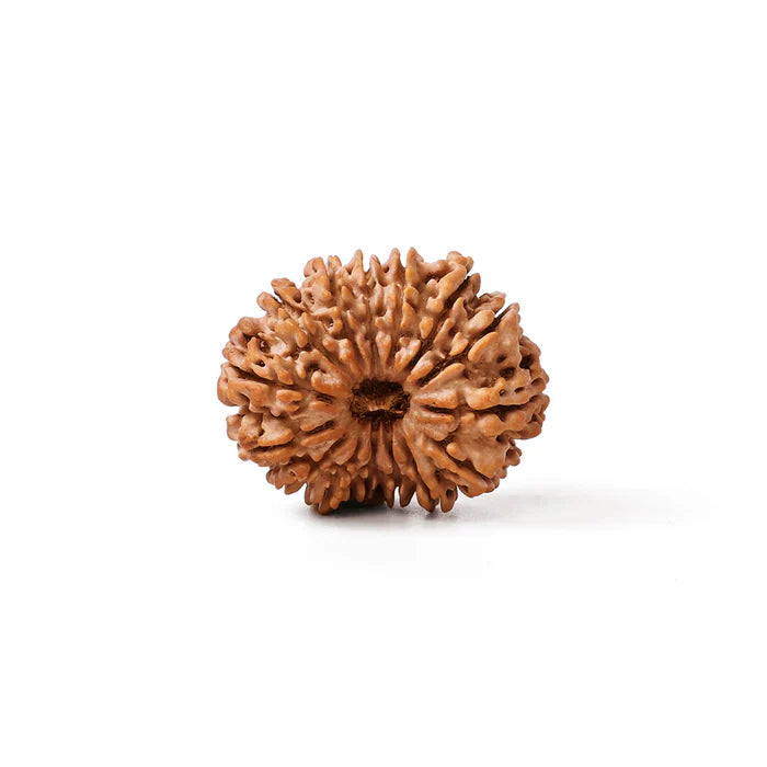 14 Mukhi Rudraksha original Nepal bead – close-up showing 14 natural mukhis, lab-certified by RamKart