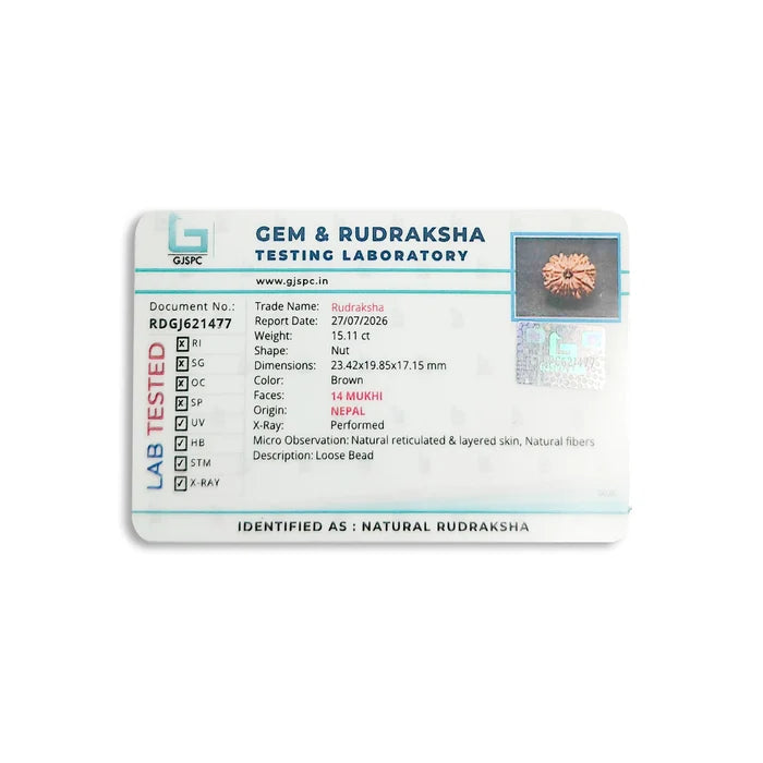 14 Mukhi Rudraksha lab certificate – GJSPC tested, 14 Mukhi, Nepal origin, X-ray verified.