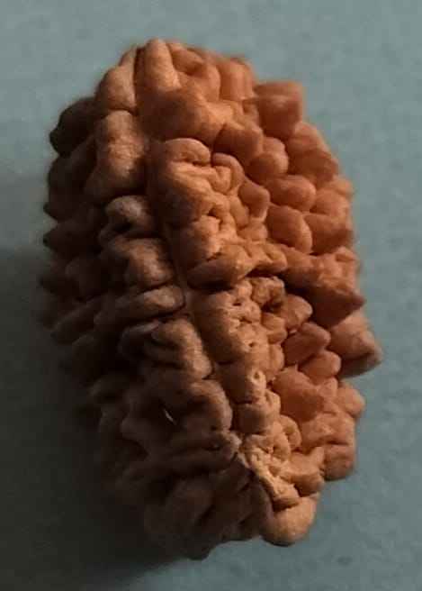 1 mukhi rudraksha benefits | One Mukhi Rudraksha