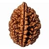 Natural 2 Mukhi Nepali Rudraksha bead showing clear two mukhi lines – lab certified