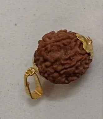 7 Mukhi Rudraksha with Cap - Original Certified Bead for Wealth & Success (200g) - RamKart