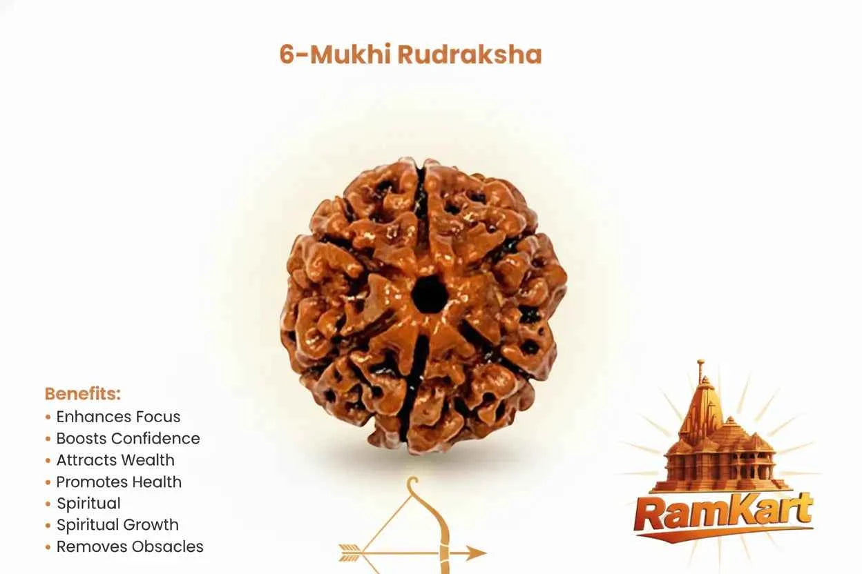 6 Mukhi Rudraksha – Original & Certified | RamKart