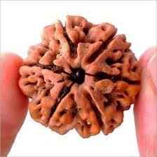 6 Mukhi Rudraksha – Original & Certified | RamKart
