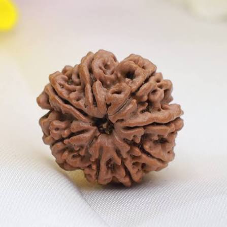8 Mukhi Rudraksha Original Nepali Rudraksha Bead for Spiritual Benefits