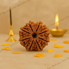 8 Mukhi Rudraksha Original Nepali Rudraksha Bead for Spiritual Benefits