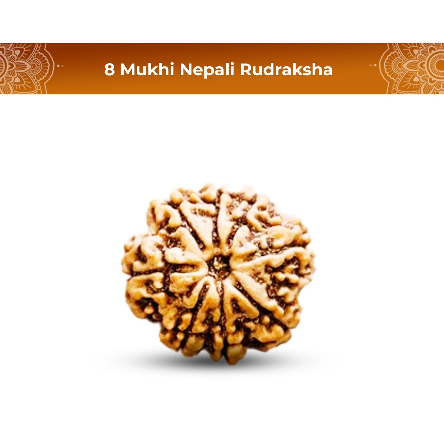 8 Mukhi Rudraksha Premium Certified Nepali Bead with Natural Facets