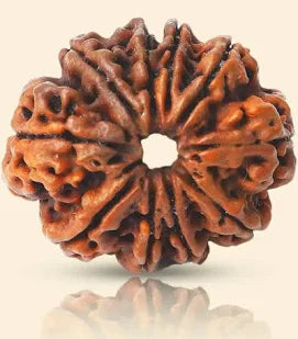 9 Mukhi Rudraksha original Nepali bead – close-up showing 9 natural faces, lab certified by RamKart