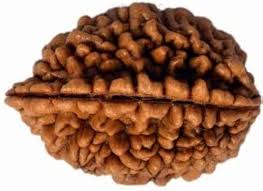 Original do Mukhi Rudraksha for improving relationships and mental balance – Ramkart