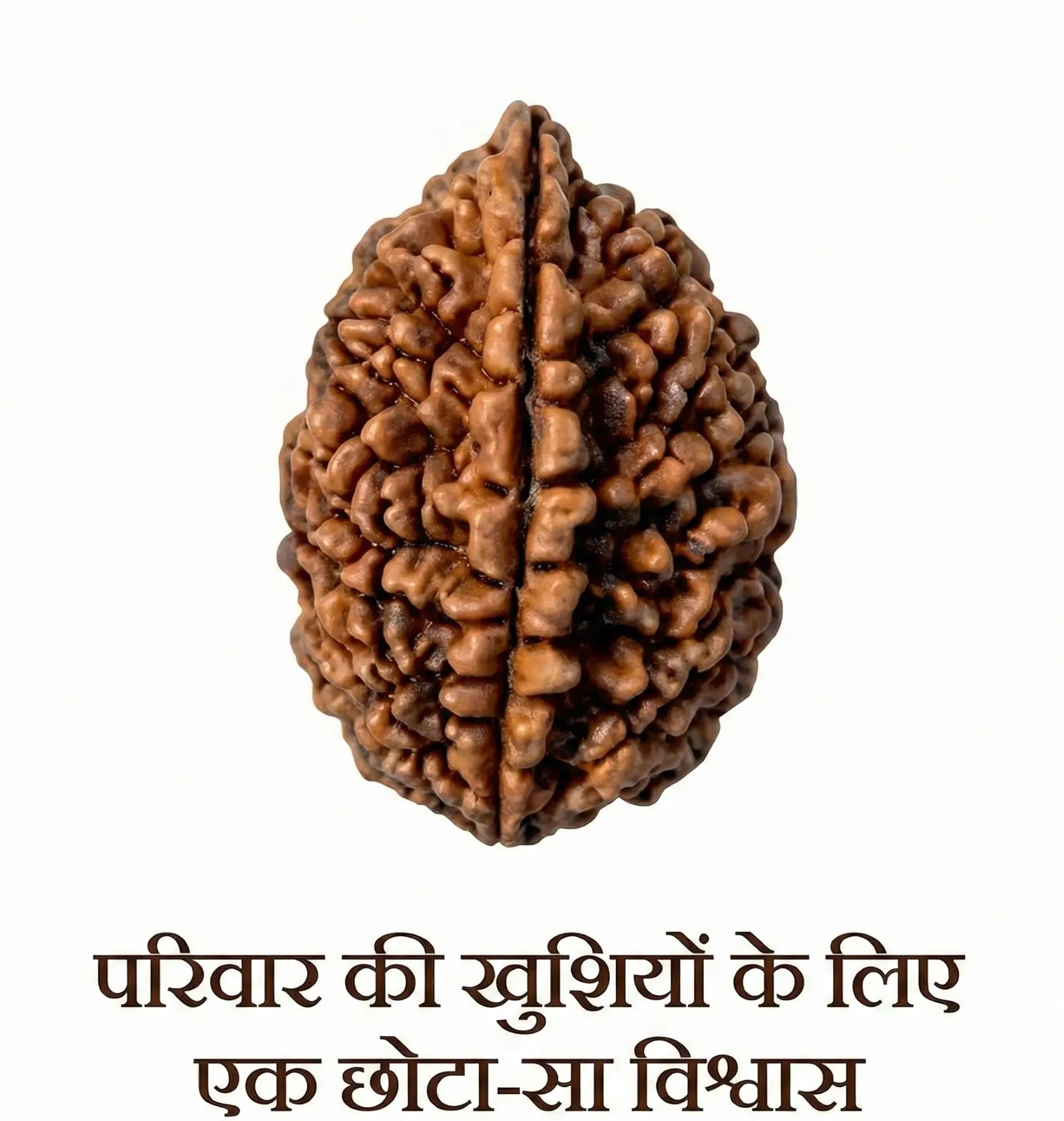 Certified Nepali 2 Mukhi Rudraksha bead – Ramkart