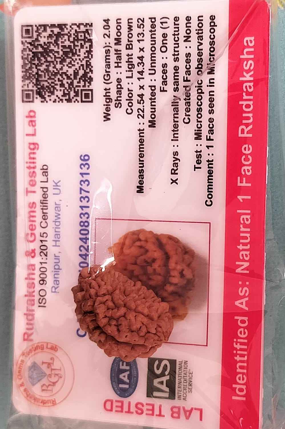 Ek Mukhi Rudraksha Original Nepali with Certificate | One Mukhi Rudraksha