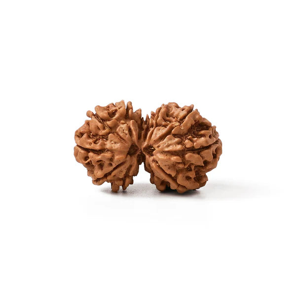 Gauri Shankar Rudraksha, Two natural brown rudraksha seeds, commonly used in yoga and meditation, shown side-by-side on a clean white background.