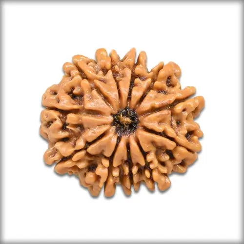 Original 11 Mukhi Rudraksha bead from Nepal – blessed by Lord Hanuman and Indra Dev