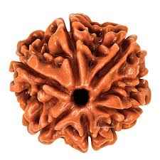 6 Mukhi Rudraksha – Original & Certified | RamKart