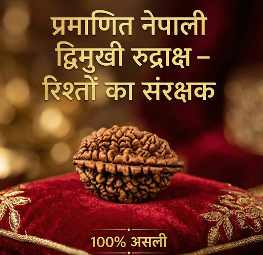 Two Mukhi Rudraksha certified original Nepali bead for harmony and relationships – Ramkart