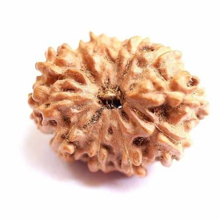 12 Mukhi Indonesian Rudraksha | Surya Bead – RamKart