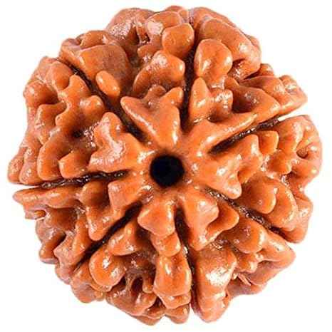 Seven Mukhi Rudraksha bead Original