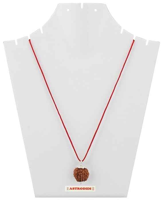 Seven Mukhi Rudraksha bead Original