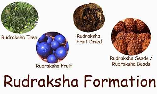 Seven Mukhi Rudraksha bead Original